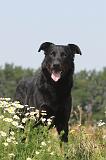 BEAUCERON 018